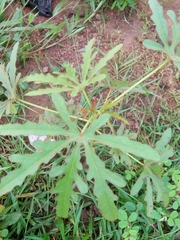 Hibiscus cannabinus