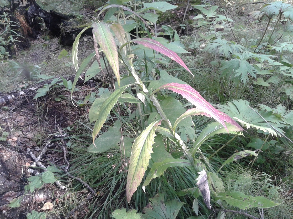 Saussurea stolbensis