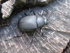 Plesiophthalmus davidis