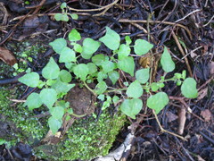 Parietaria debilis