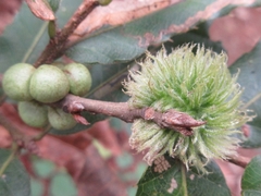 Trichagalma serratae