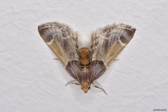 Pyralis farinalis