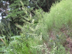 Arundinella hirta ciliata