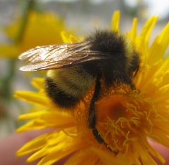 Bombus terricola