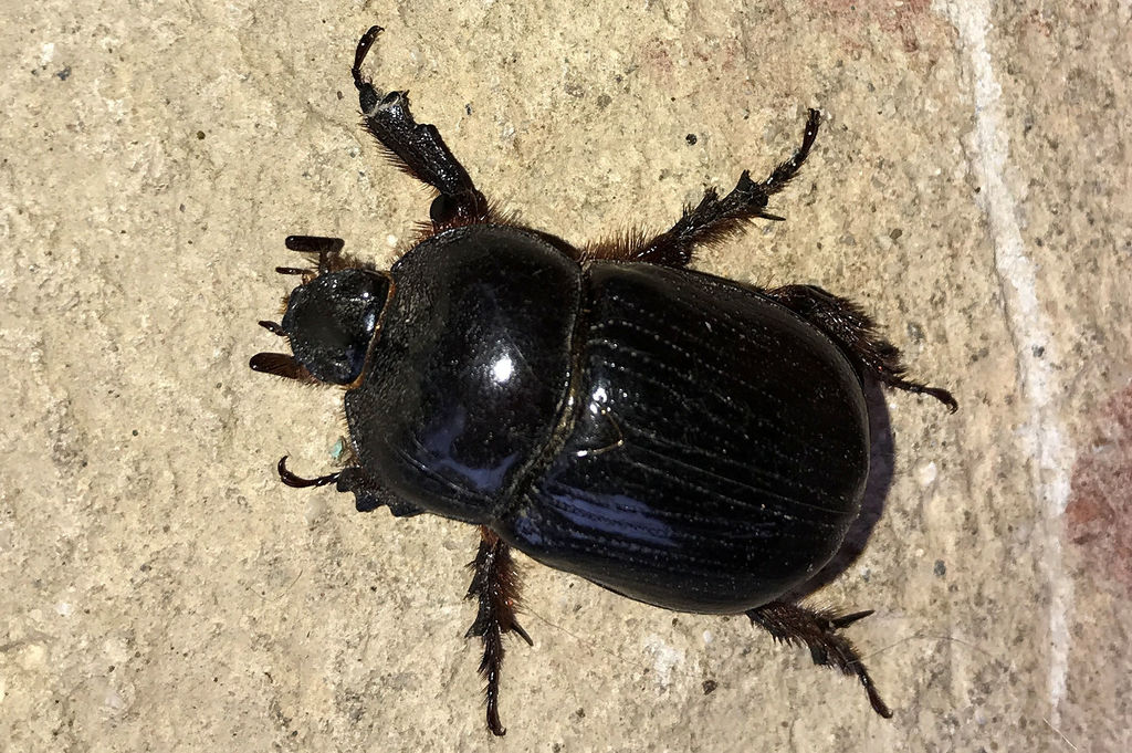 Xyloryctes lobicollis