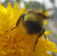 Bombus terricola