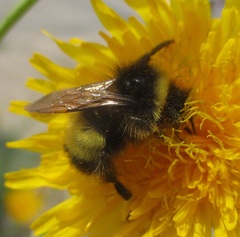 Bombus terricola