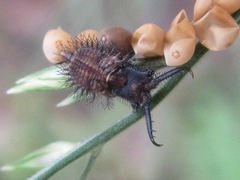 Libelloides sibiricus sibiricus