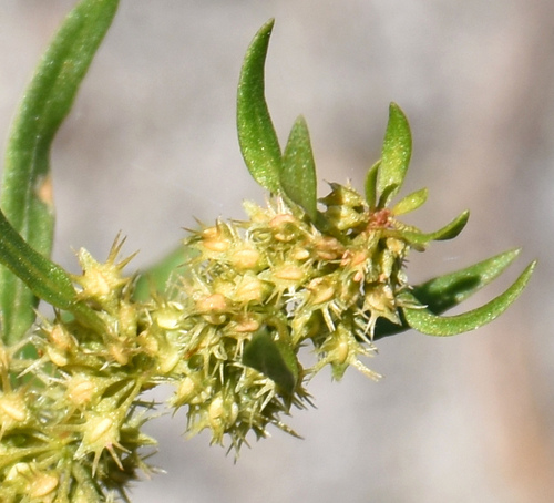 Image of Rumex fueginus by (c) Eric Lamb, some rights reserved (CC BY)