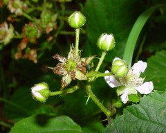 Rubus accrescens