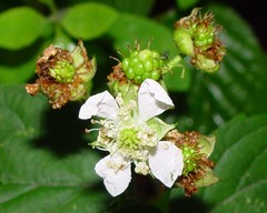 Rubus accrescens