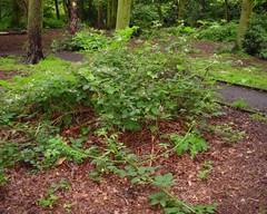 Rubus accrescens