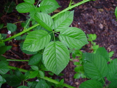 Rubus accrescens