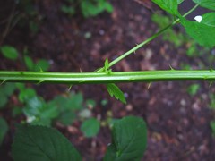 Rubus accrescens