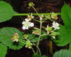 Rubus accrescens