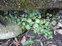 Parietaria debilis