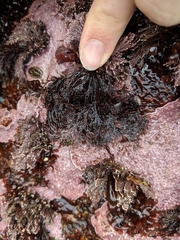 Microcladia borealis