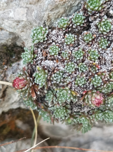 Image of Aretia Saxifrage (Saxifraga aretioides) by no rights reserved
