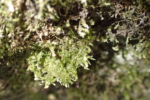 Alleniella besseri, 2025-04-05