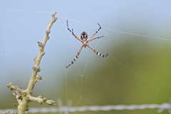 Argiope florida