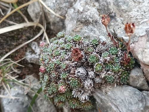 Image of Saxifraga aretioides by no rights reserved