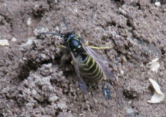 Dolichovespula sylvestris