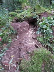 Dolichovespula sylvestris