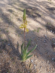 Bulbine praemorsa
