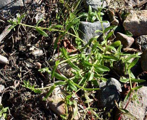 Image of Cerastium nutans by (c) Eric Lamb, some rights reserved (CC BY)