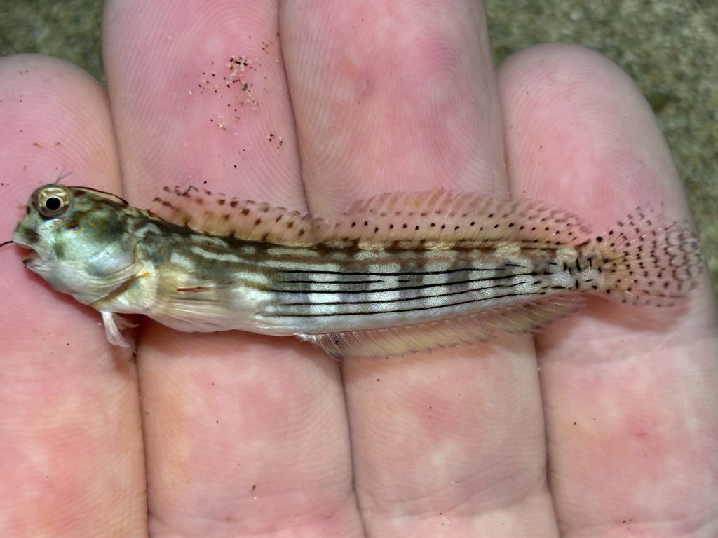 striped rockskipper (Blenniella cyanostigma)