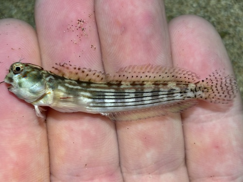 Blue-spotted blenniella (Blenniella cyanostigma) — Blenniidae