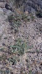 Cleistogenes serotina