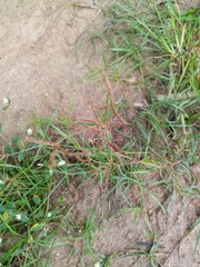 Cyperus sphaerospermus