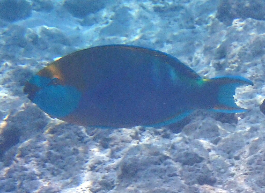Blue-faced Parrotfish