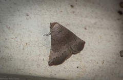 Mataeomera mesotaenia