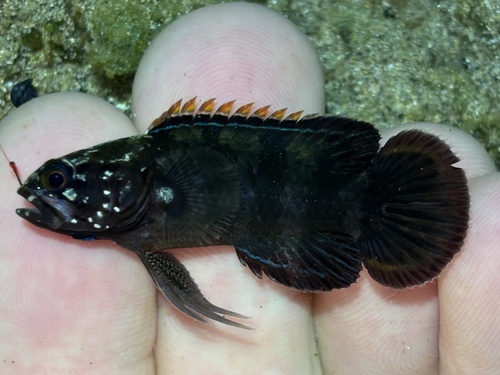 Banded devilfish (Plesiops coeruleolineatus) — Plesiopidae — 2