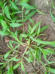 Setaria barbata