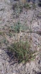 Cleistogenes serotina