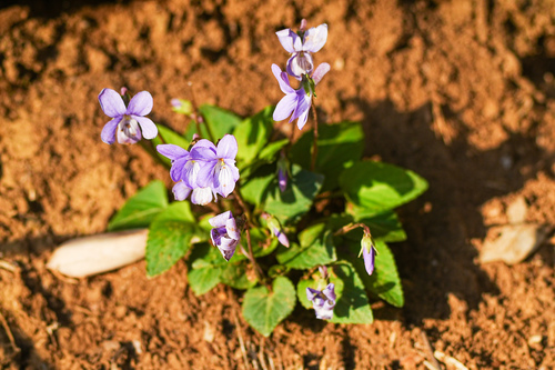 Image of Viola japonica by (c) WATANABE Hitoshi 渡辺仁, some rights reserved (CC BY)