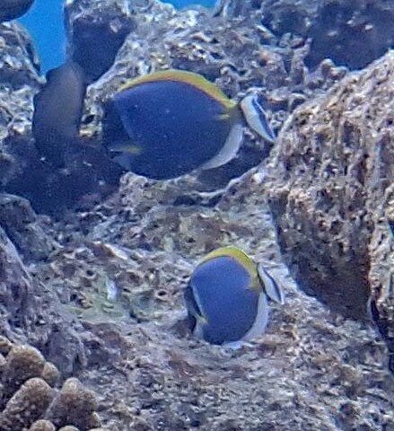 Powder Blue Tang (Acanthurus leucosternon)