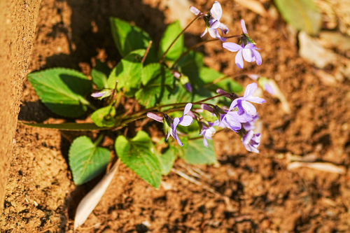 Viola japonica, photograph 4