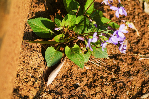 Image of Viola japonica by (c) WATANABE Hitoshi 渡辺仁, some rights reserved (CC BY)