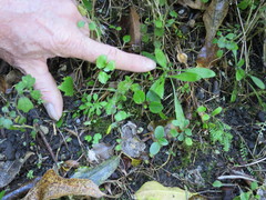 Plantago raoulii