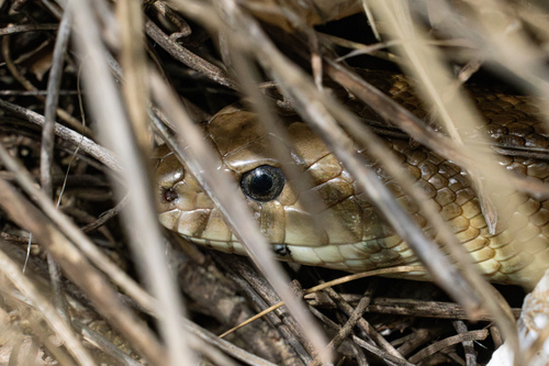 Ladder Snakes, Zamenis scalaris