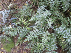 Asplenium lyallii