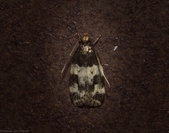 Sphyrelata melanoleuca