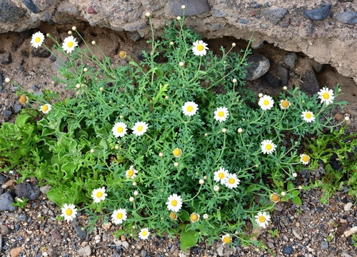 Argyranthemum frutescens