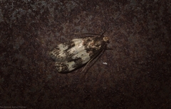 Sphyrelata melanoleuca