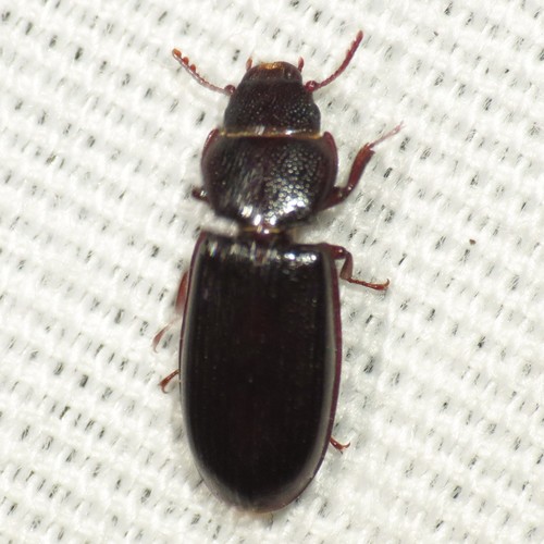 Tenebroides sonorensis · iNaturalist