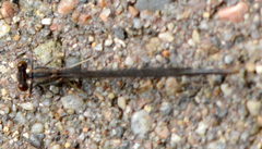 Argia fumipennis